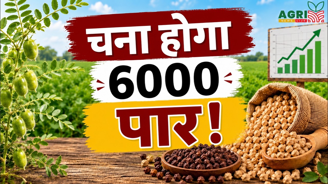 Will gram cross 6000? Chana Bhav Today | Chana Market Update