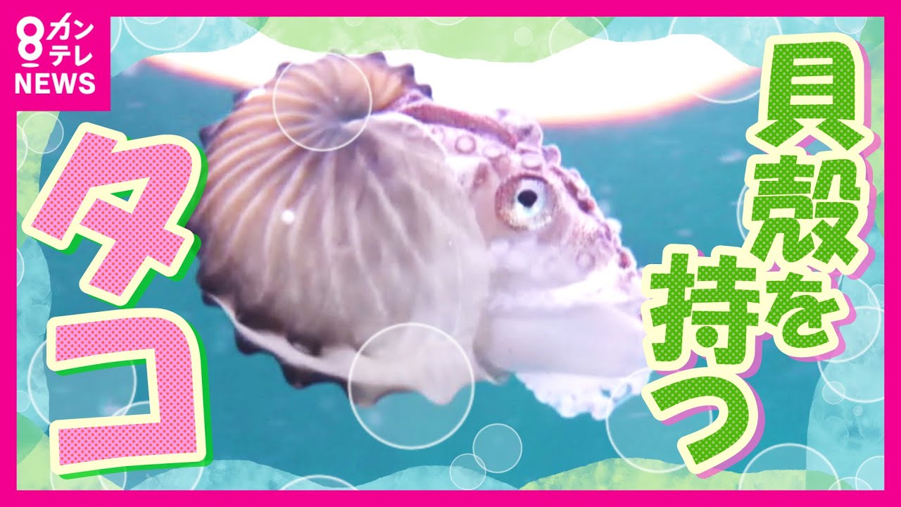 【貝殻を背負ったタコ】『珍魚ハンター』も「何じゃこりゃ!」　珍しい魚『タコブネ』が和歌山の海岸に　海水温上昇の影響か〈カンテレNEWS〉