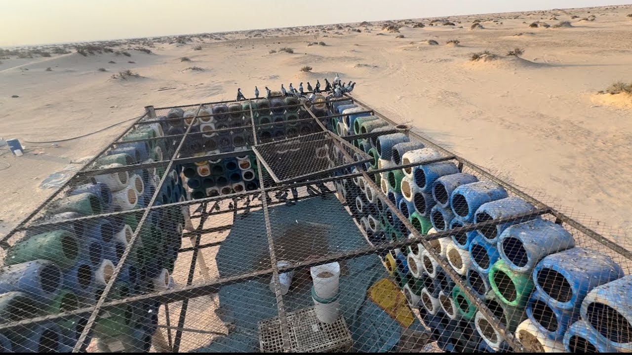 عريشه الغرابي اخذنا منها حمام وطيرنها من مسافه تقريبن١٠كيلو تتوقعون يرجع