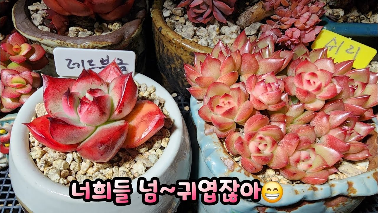 #레드블금