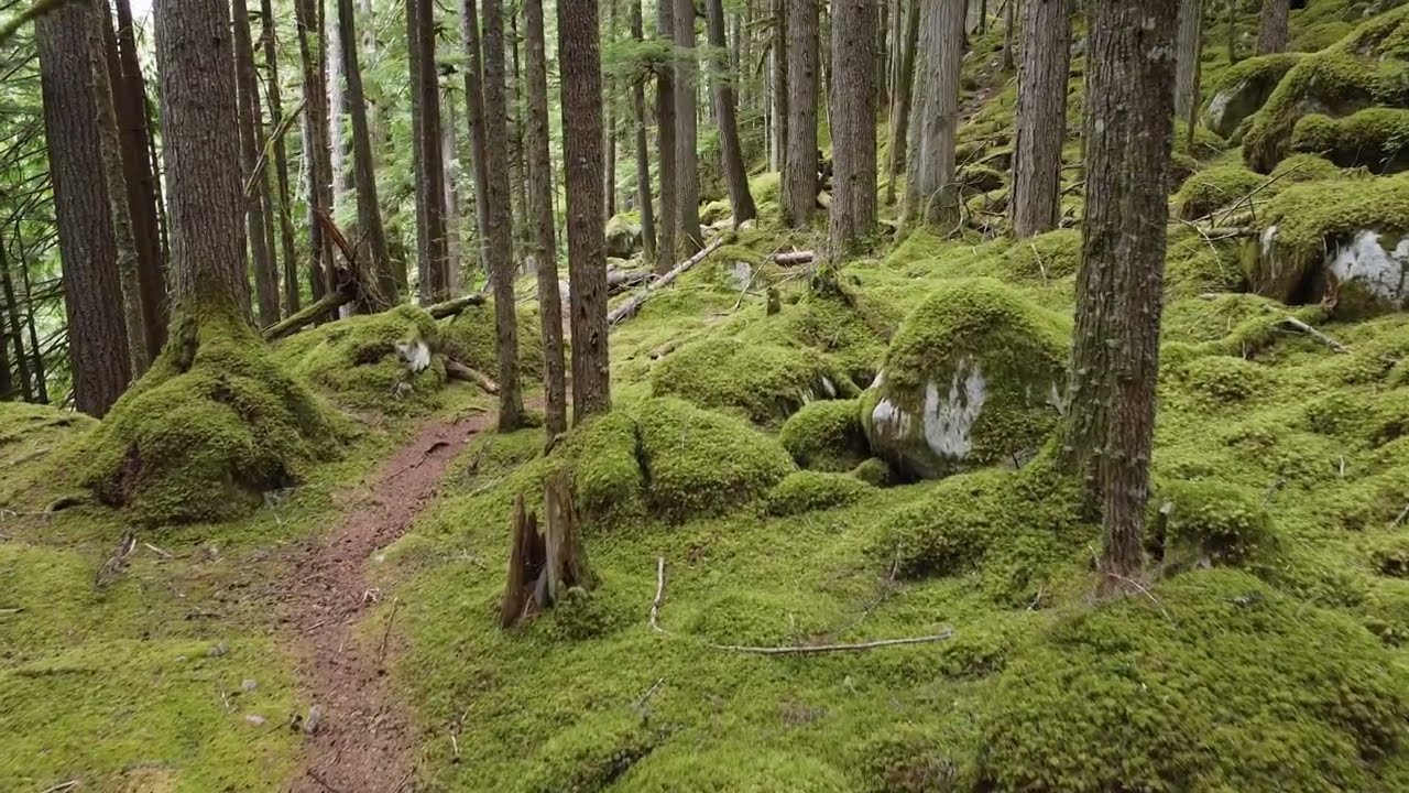 Above The River and Forest | Mountains Drone & Nature Film