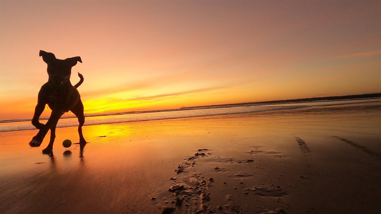 Dog Beach Live EXTENDED version: Dogs Playing at Ocean Beach in San Diego, California