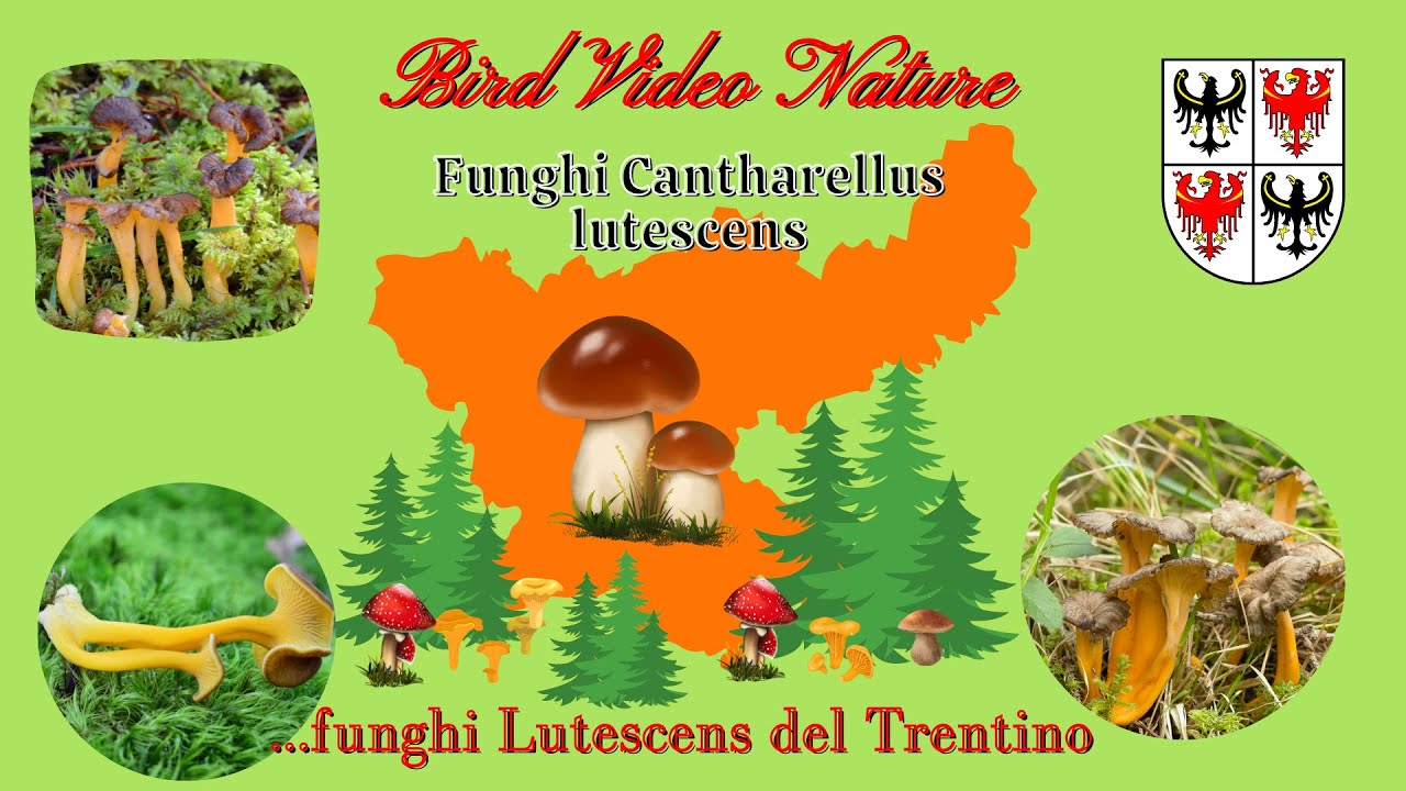 Funghi 2022 Cantharellus lutescens del Trentino !!