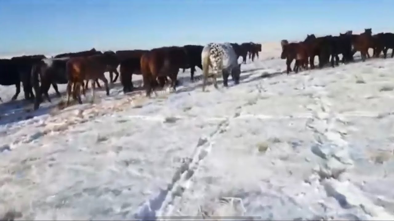 Шұбар бие