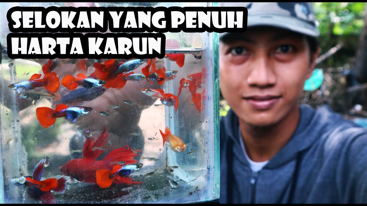 Berburu Ribuan Guppy Liar  Hasilnya Sulit Dipercaya