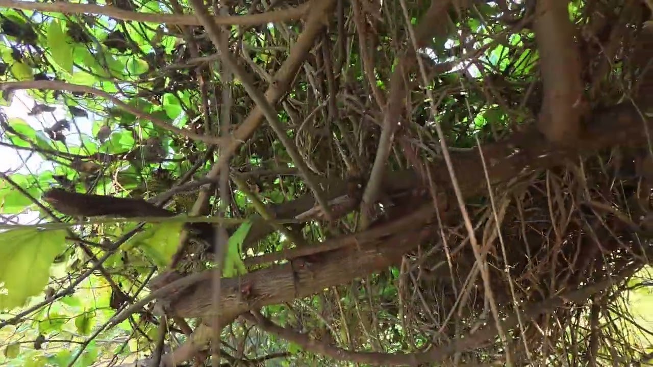 Beautiful bird house near my home