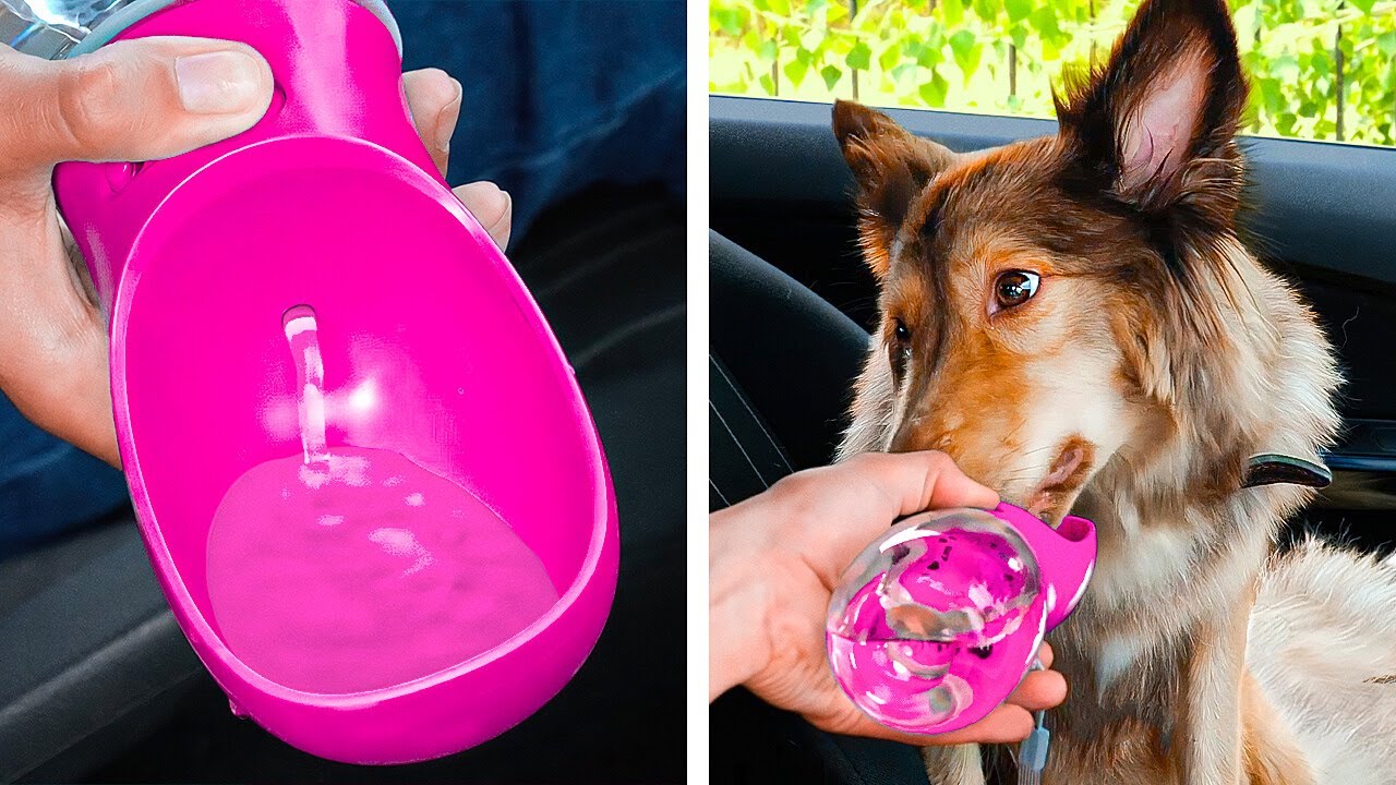 Gadget per cani e creazioni per gatti 🐈🐕 Trucchi geniali per PET che renderanno tutto più facile