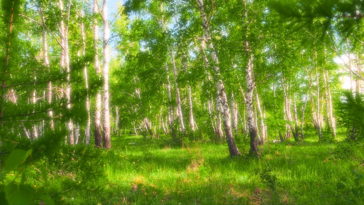 Берёзовая Роща на Урале 4K | Летний Лес, Пение Птиц и Звуки Природы (8 Часов) — Часть 14