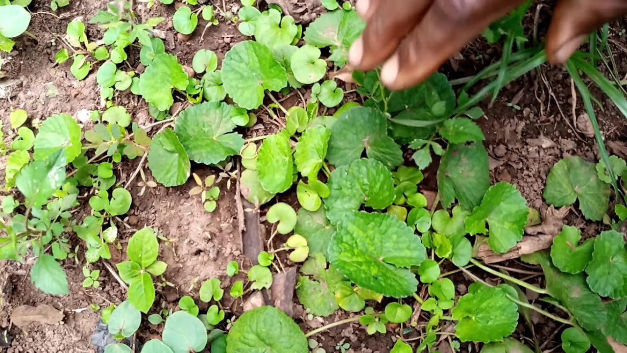 Edagala Lilino Baliyita Kutukumu Oba Kabbo Kabakyala Obadde Okimanyi Nti Kutukumu Bwati Bwafanana