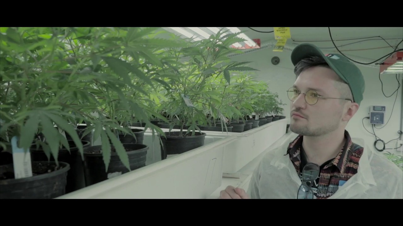Tour Spokane Tier 3 Cannabis Producer Growing Like A Weed (GLW)