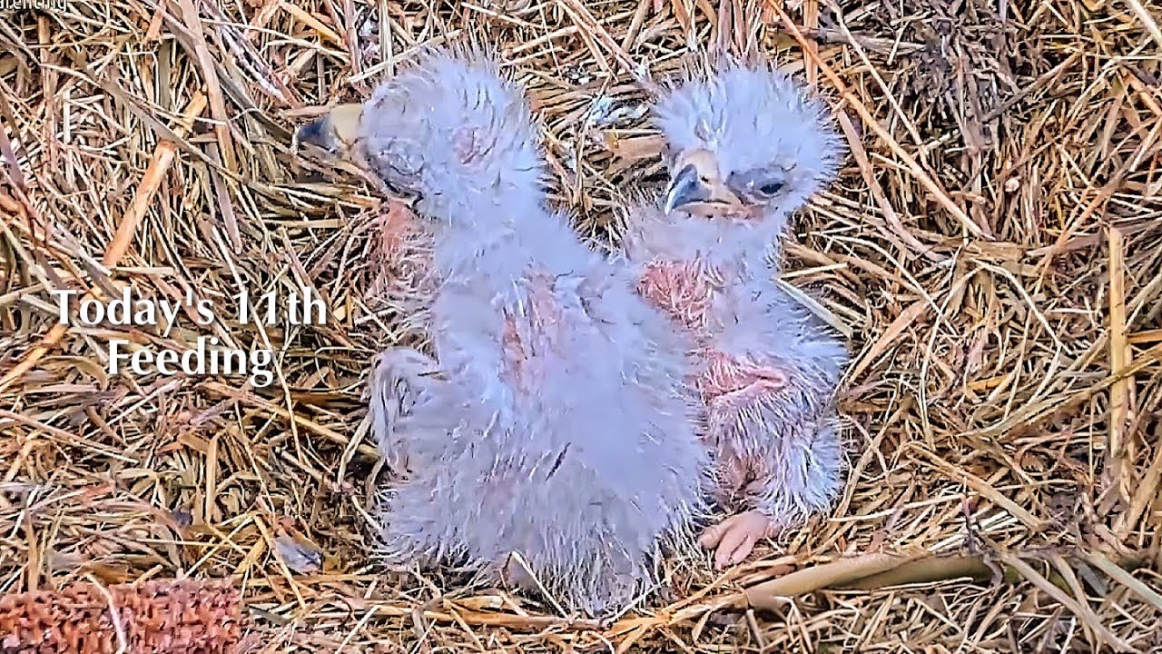 #32🦅BC28🐥3° & BC29🐥1°／Bluff City Bald Eagle Nest 2026／Frances💗Franklin ／ETSU/BTES Eagle Cameras