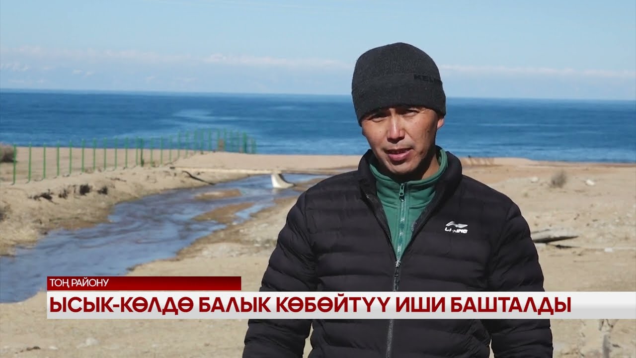 Ысык-Көлдө балык көбөйтүү иши башталды 