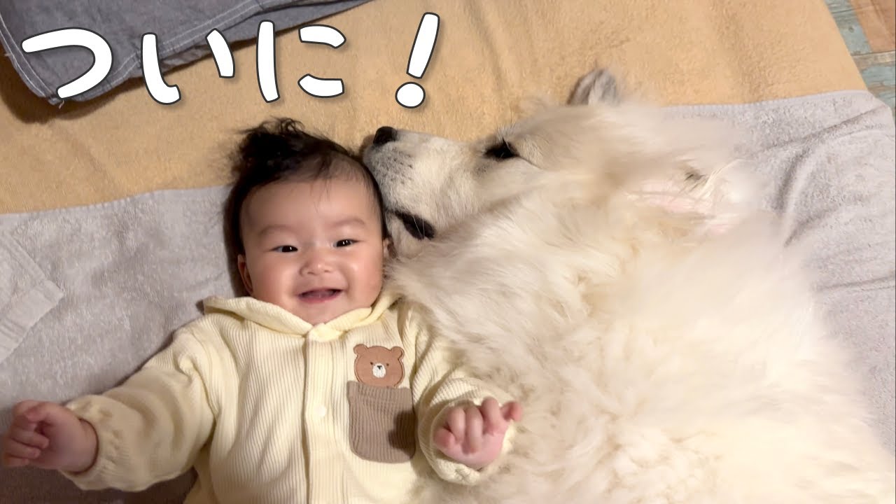 【祝！】妹の初めての寝返りを見た超大型犬の反応がまさかすぎました！w｜グレートピレニーズ
