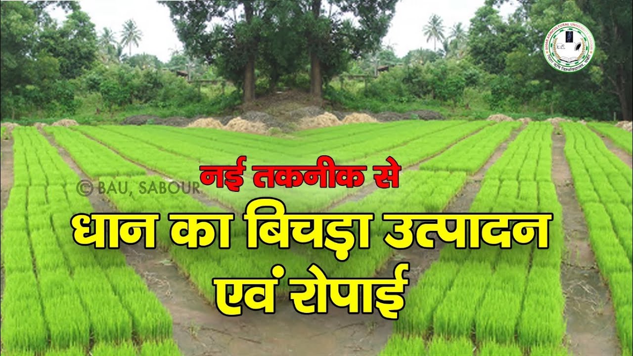 नई तकनीक से धान का बिचड़ा उत्पादन और मशीन से रोपाई  || Paddy seedling & transplanting by machine