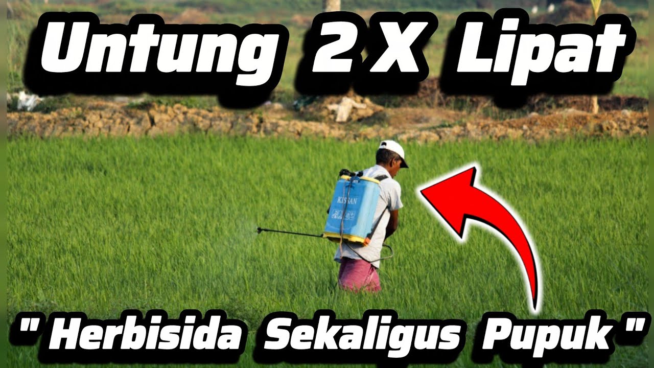 ‼️‼️Herbisida Multi Fungsi‼️‼️Herbisida Organik Sekaligus Pupuk Penyubur Tanah ✔️Cara Buat Herbisida