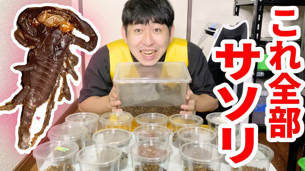 【生後１ヶ月】たくさん生まれたサソリの赤ちゃんの個別飼育法