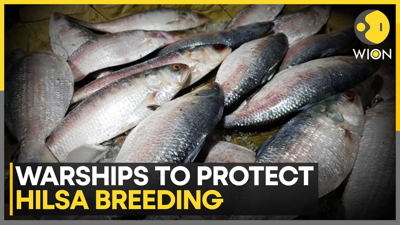 Bangladesh Navy Deploys Warships Under Hilsa Conservation Campaign | WION