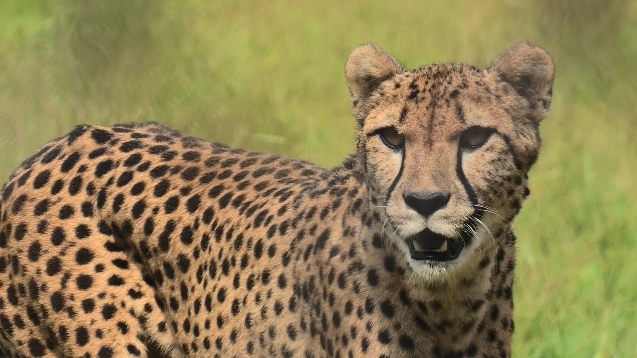 チーター の『ズラヤ』 (千葉市動物公園) 2020年9月17日