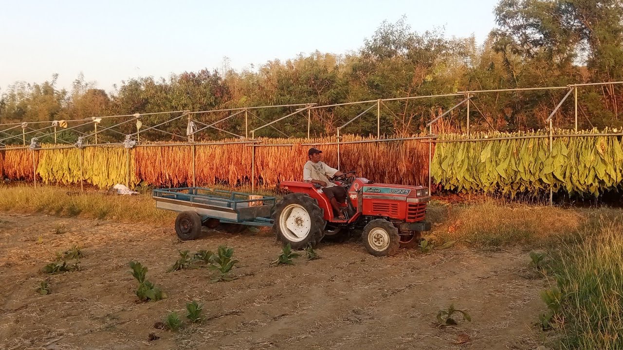 Tobacco farming journey, sun-curing to harvest