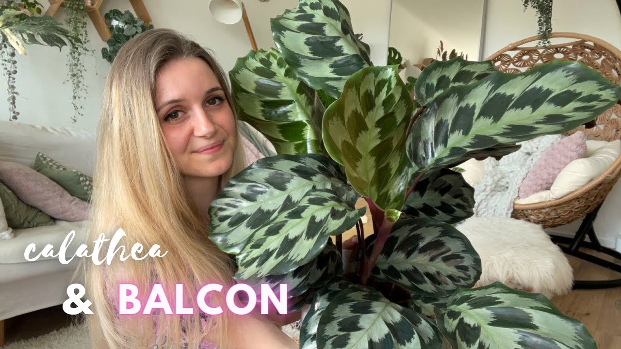 Une calathea introuvable et des pétunias pour mon balcon
