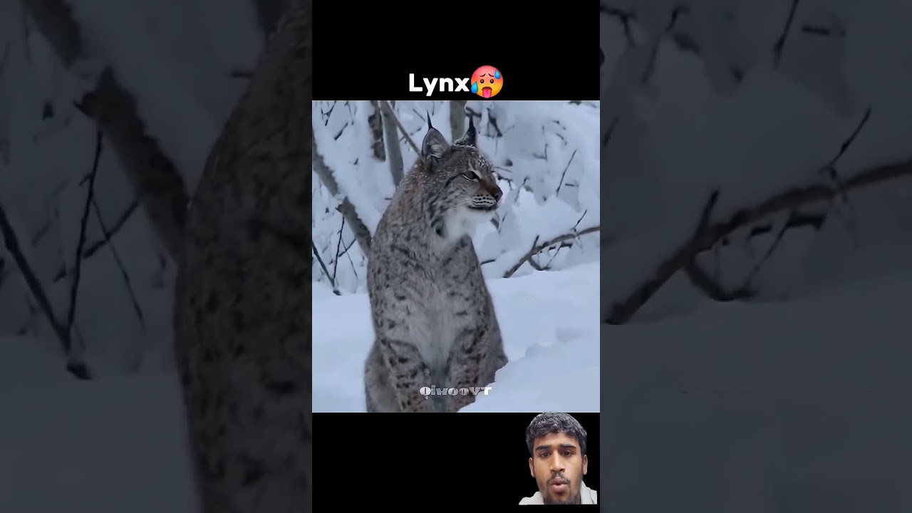 Predators roar☠️ Cheatah l Lynx l Jaguar, Lion, Tiger 