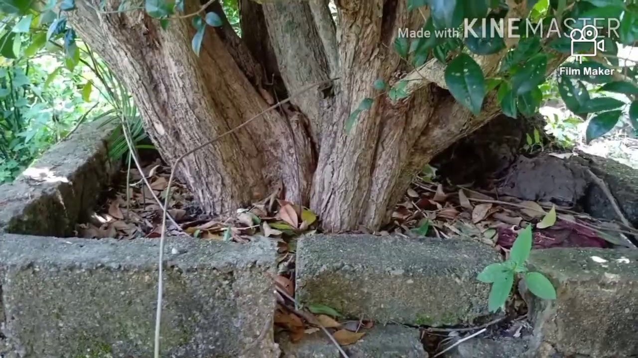 POKOK KEMUNING BESAR