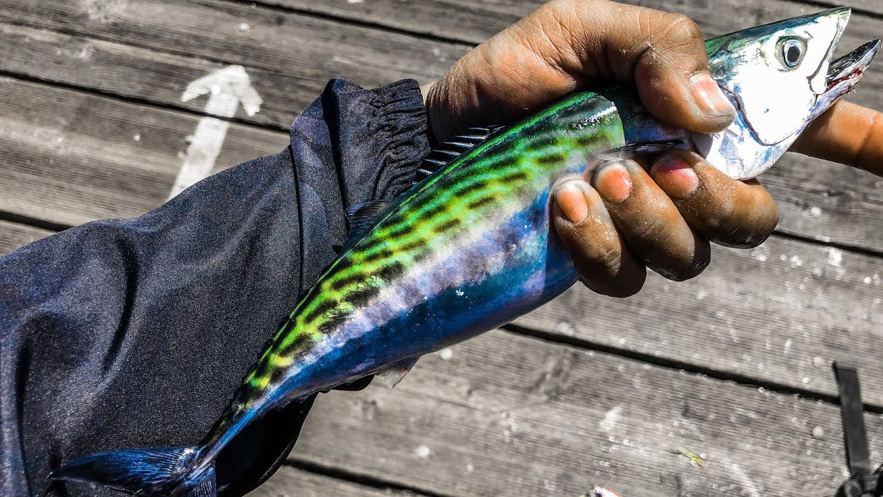 BONIES Are Running! | Bonito Fishing 2020
