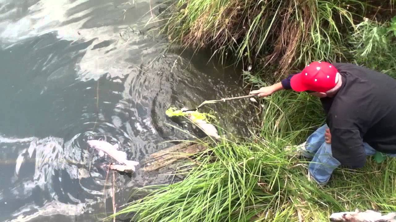 Mysterious fish kill at Sacramento's Southside Park
