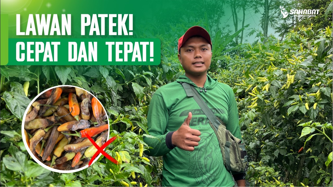 SEBELUM TERLAMBAT! CARA MENGENDALIKAN PATEK SAAT MUSIM HUJAN