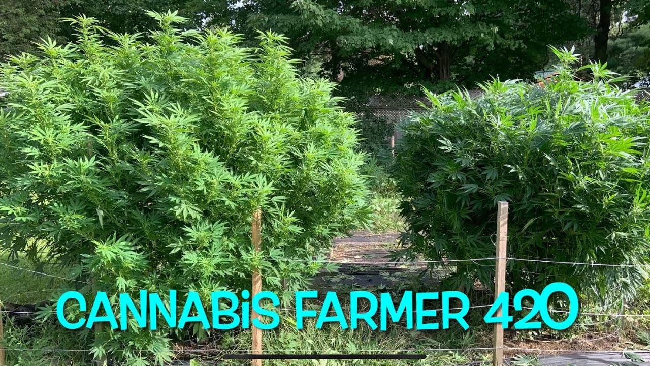 Surprise!!! 2 more Cannabis plants king tut & peyote cookie