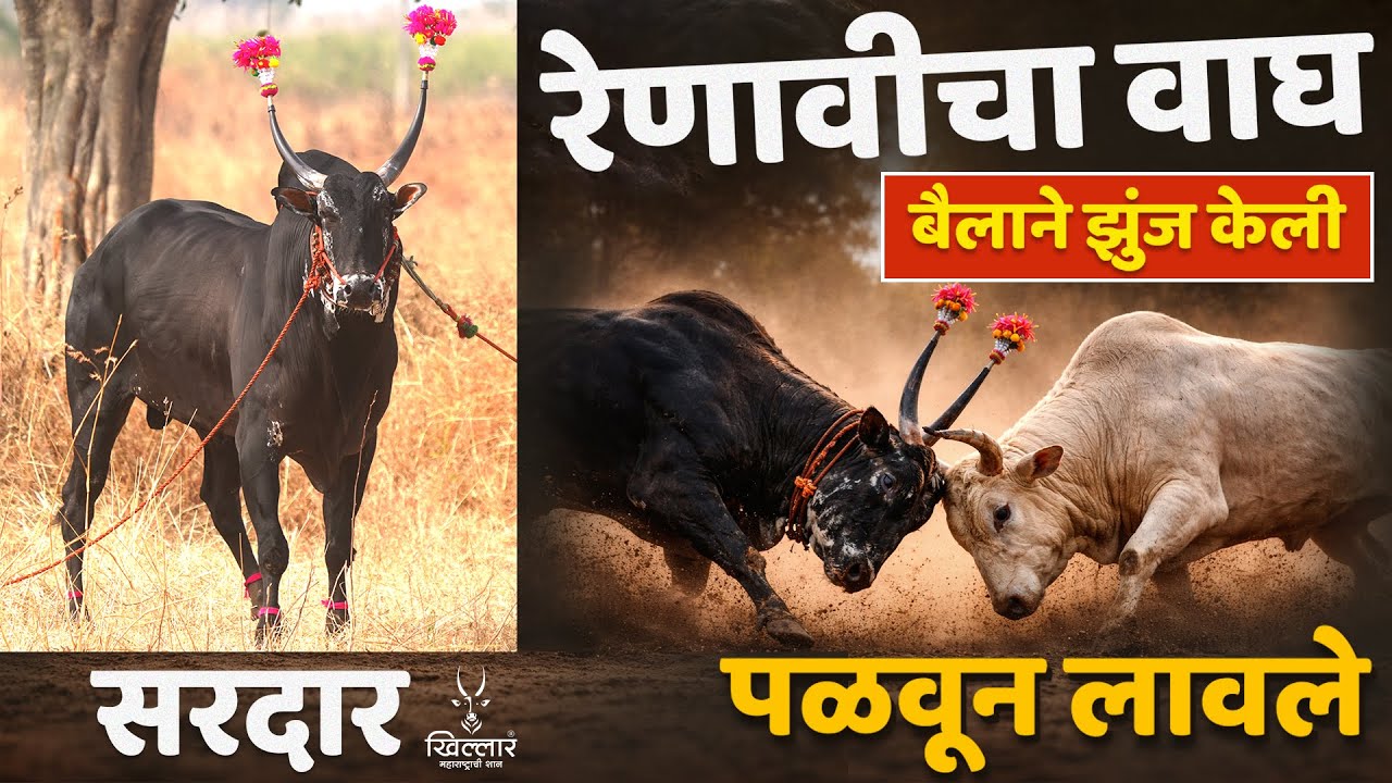 स्वतःच्या रक्षणासाठी वळूने मोठी झुंज केली । संजयशेठ यादव, रेणावी | Khillar Maharashtrachi Shaan 2025