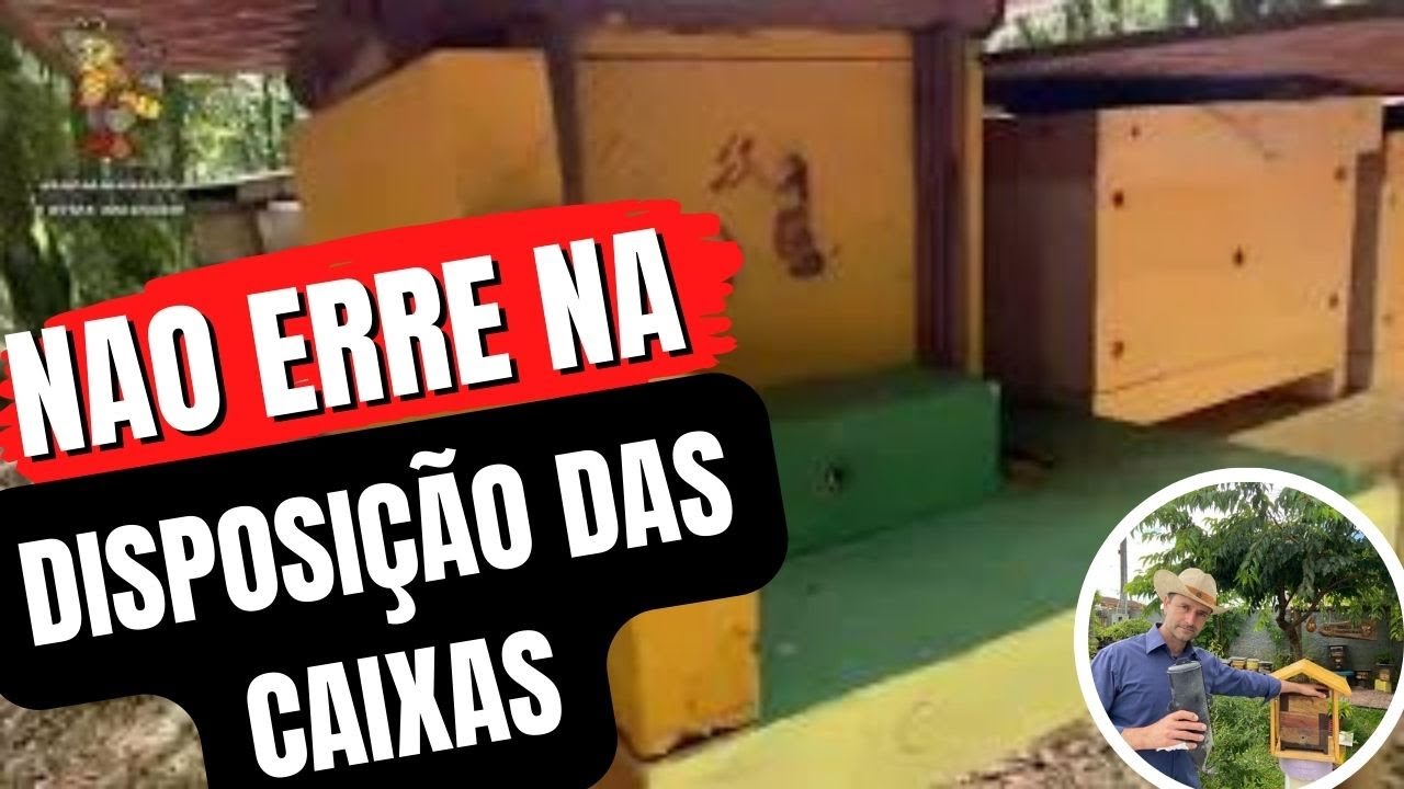 Quais ABELHAS posso DEIXAR JUNTAS? 🐝🐝
