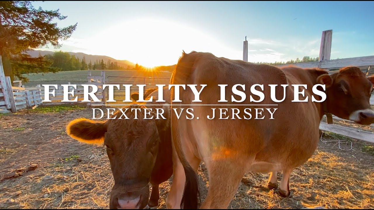 Still Heifers? Dexter Vs. Jersey part 3, Fertility Problems