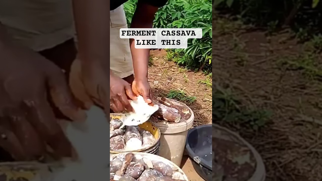 CASSAVA FLOUR: What to Know Removing Soft Fermented Cassava from Water #cassavaflour #farmingtips