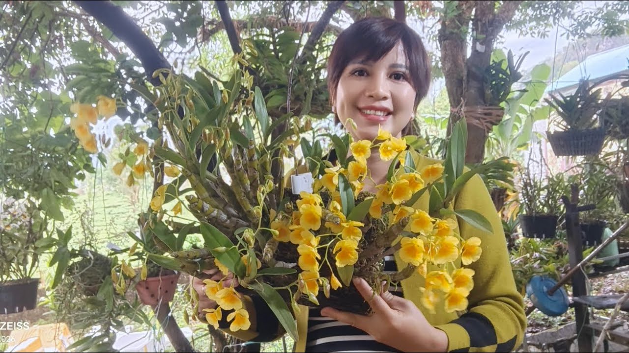 C&Ocirc; GI&Aacute;O V&Ugrave;NG CAO B&Aacute;N LAN V&Agrave; MẬT ONG RỪNG 0836.073.218|| PHONG LAN RỪNG