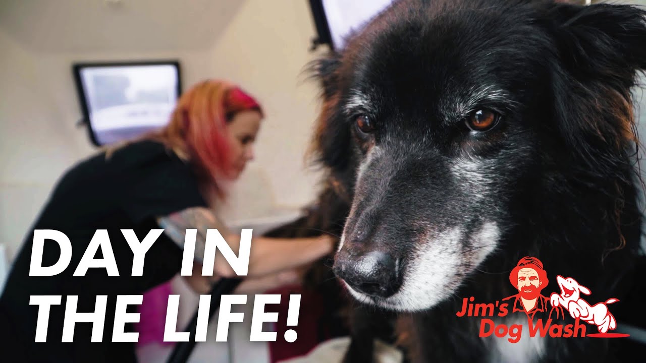 День из жизни владелицы франшизы Jim's Dog Wash & Grooming Джен Текстон.