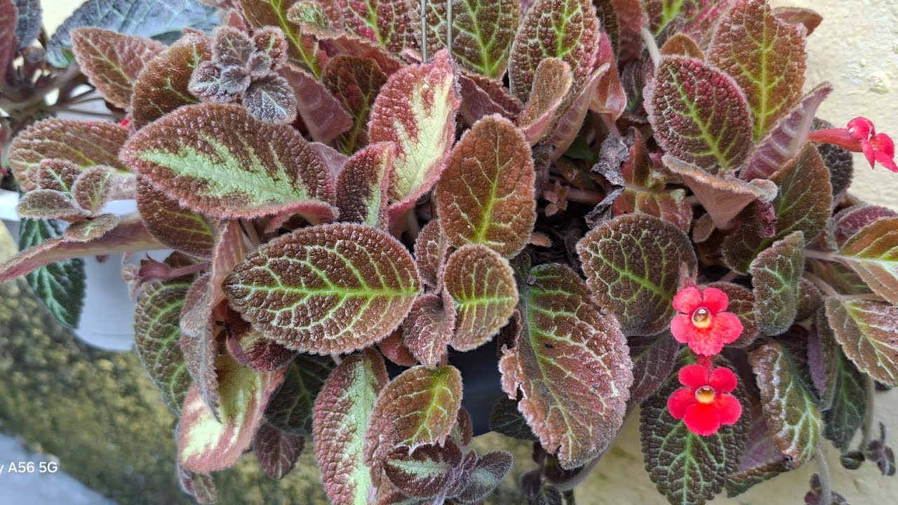 🌱 Transformei a Sombra em um Paraíso com Essas Plantas Pendentes!