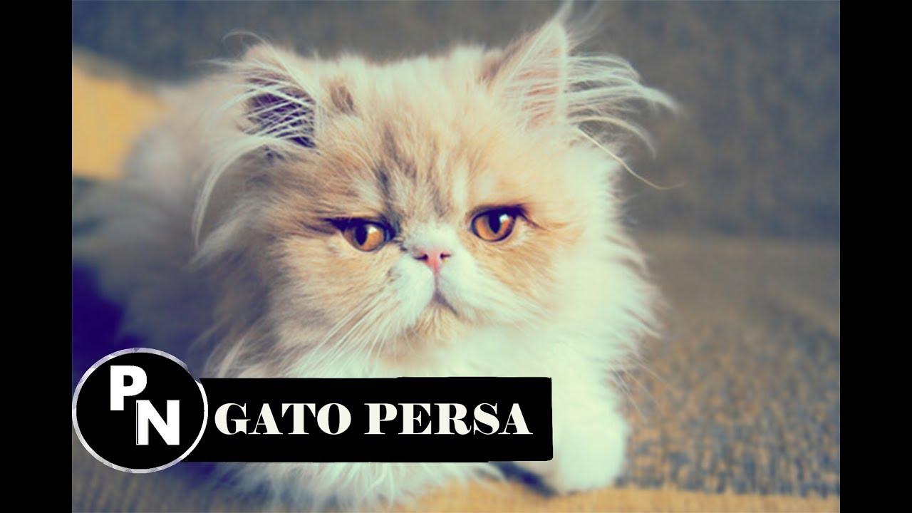 GATO PERSA-MASCOTA- COMPORTAMIENTO Y CUIDADOS.