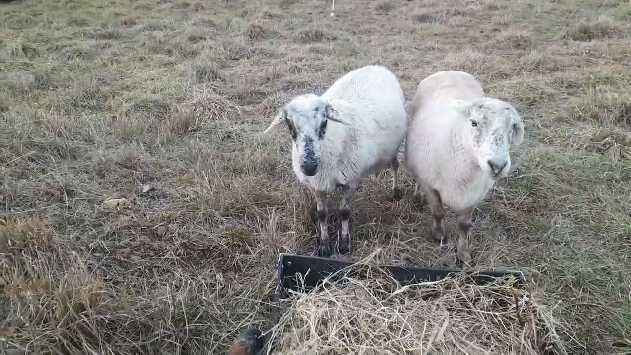 EP 232 Putting out bedding for the sheep pt 1 oops at the end.