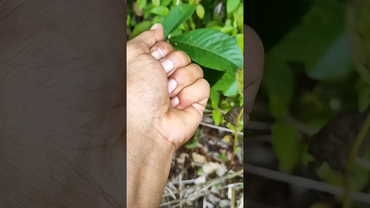 Leaf beetle from ASIA 