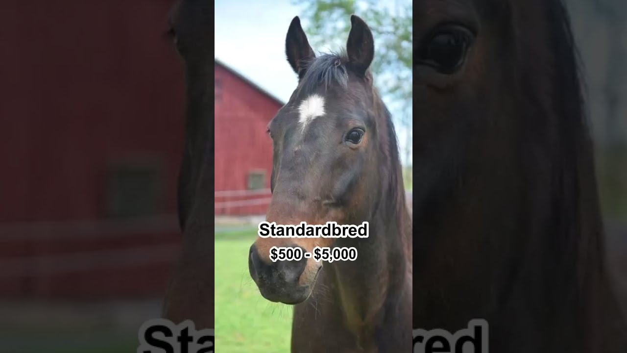 6 of the most affordable horse breeds