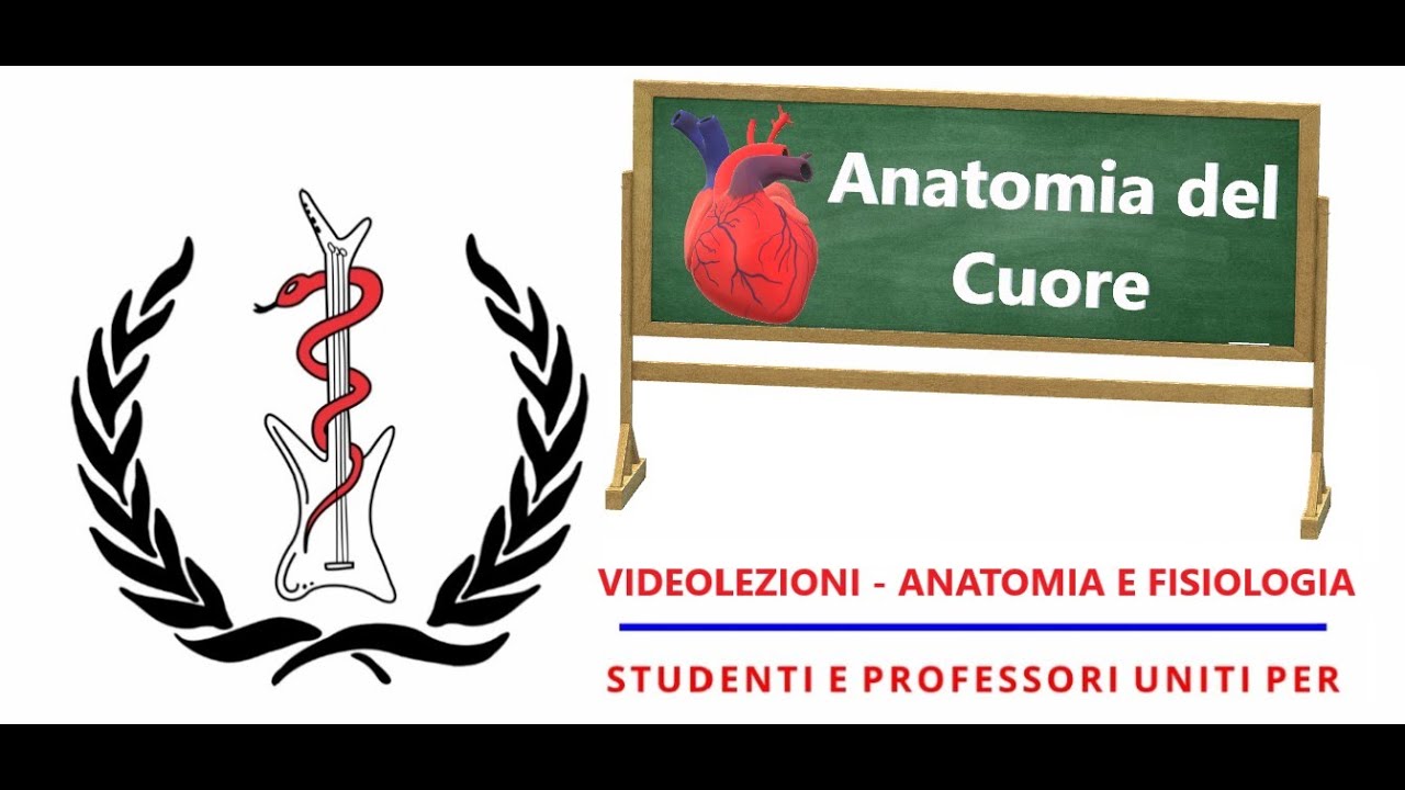 Anatomia e Fisiologia  - Anatomia del Cuore