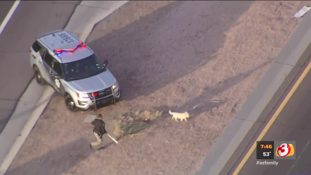 VIDEO: DPS trooper rescues dog on freeway in Mesa