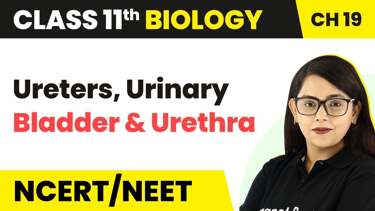 Ureters, Urinary Bladder and Urethra | Class 11 Biology/NEET/AIIMS