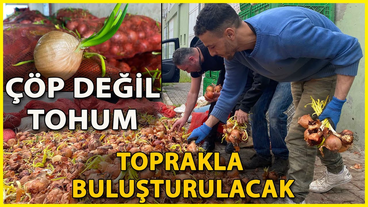 Filizlenmiş Soğan ve Patatesler, Toprakla Buluşturulacak