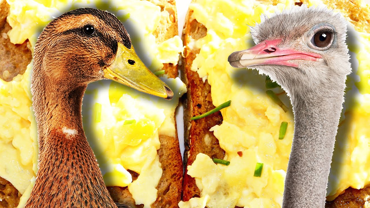 Which Egg Makes The Best Scrambled Eggs?