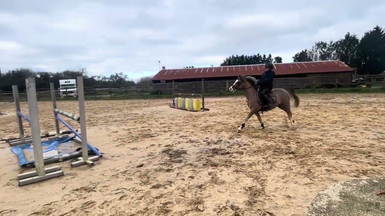 King Kong Star d'Ete Lays étalons training CCJP 6 ans janvier 2026