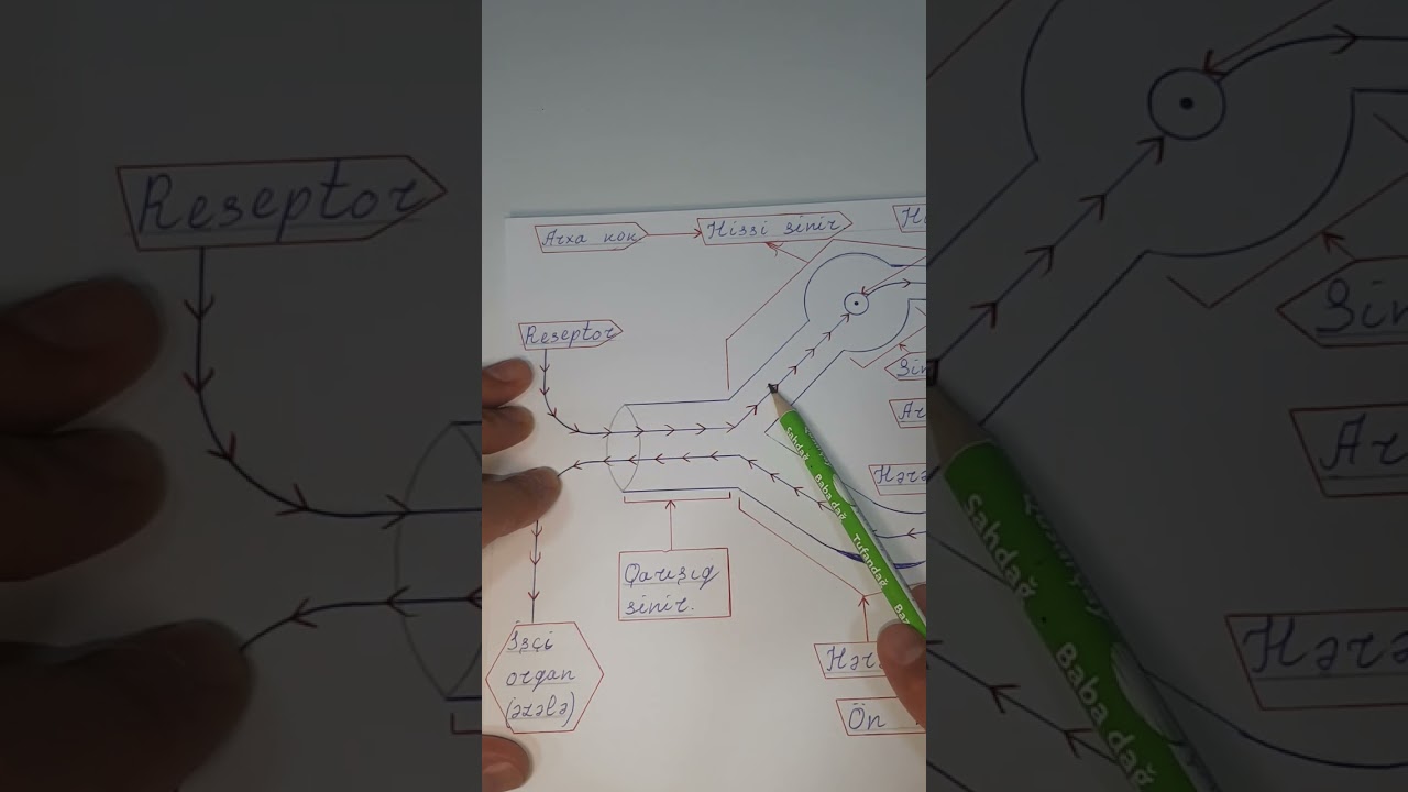 Sinir toxuması. Sinirlər və neyronlar. Biologiya öyrənək, öyrənməyi öyrənək.