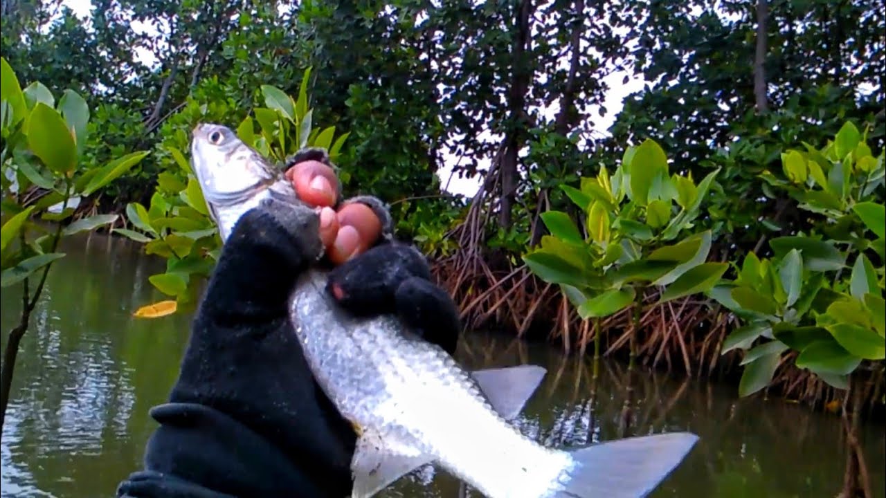 Paling Seneng Ketemu Spot-Spot Akar Bakau‼️ Ikan Belanak Besar Ngumpul Di Sini