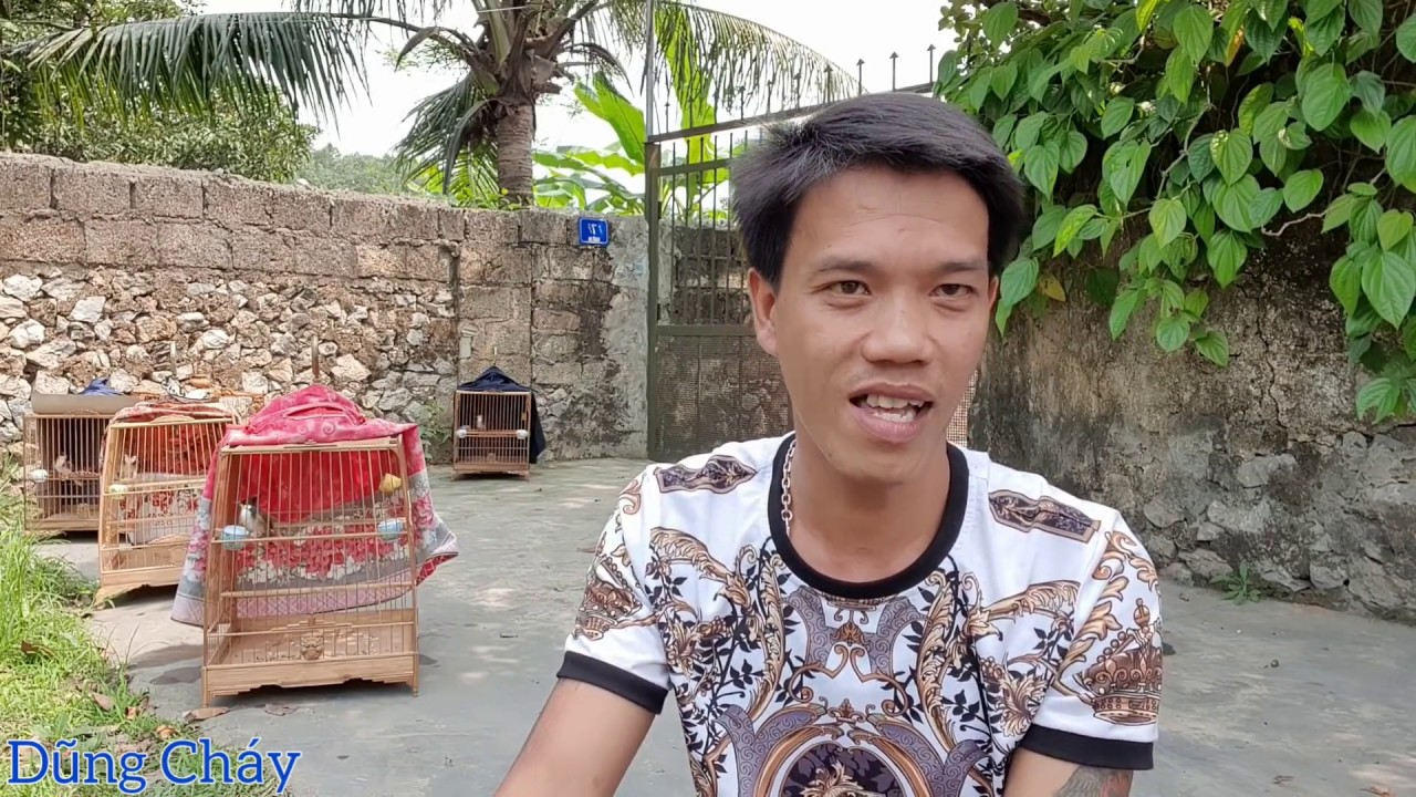 GIẢI MÃ HIỆN TƯỢNG CHIM GÃI RỈA //NHIỀU NGƯỜI MỚI CHƠI KHÔNG BIẾT.